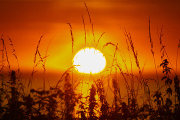 Silueta de vegetación en un atardecer en el horizonte