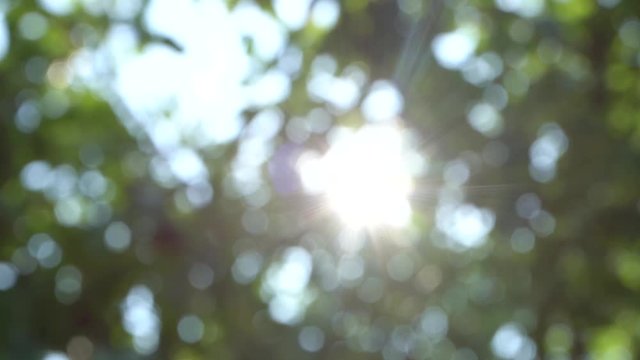 Beautiful natural green sunshine bokeh background. Blurry fresh summer foliage of trees in backlight of sunset cozy shining sun with sunflares and sunbeams.