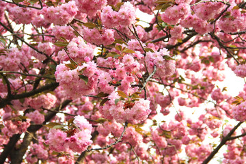Beautiful flowers of sakura in bloom