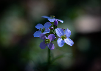 Fototapeta na wymiar Spring blue and purple blossom macro nature early bloomers