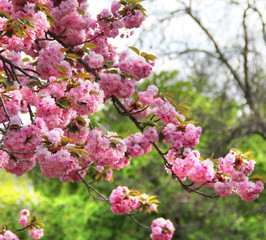 Beautiful flowers of sakura in bloom