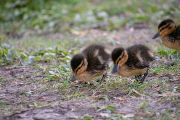 Kücken in der Nahaufnahme