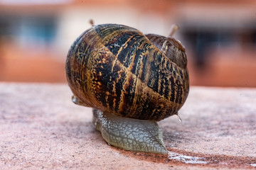 Land snail moving after a recent rain down an urban terrace in search of a neighboring garden in...