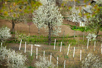 Beautiful spring landscape in Republic of Moldova. Green landscape. Spring Nature. Park with Green Grass and Trees. Travel in Europe. Field with blooming tree and rocks.
