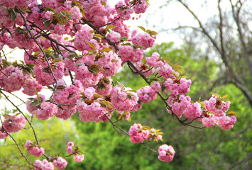 Beautiful flowers of sakura in bloom