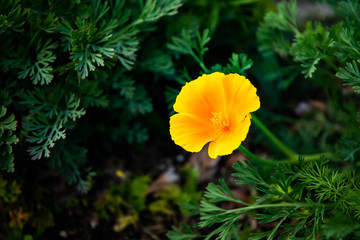 Obraz premium red poppy flower