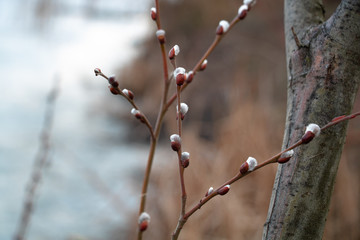 snow covered branches