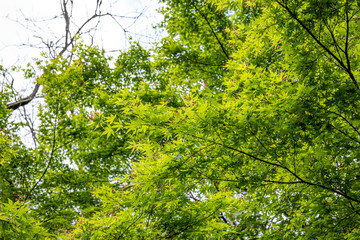 Fototapeta na wymiar green maple in the park