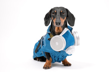 Funny black and tan dachshund wearing special blue protective disinfection suit, stands on white background. Special mask in on its neck, taking off.