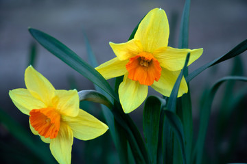 Fototapeta premium yellow daffodil flower