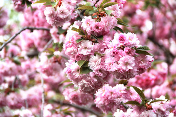 Beautiful flowers of sakura in bloom