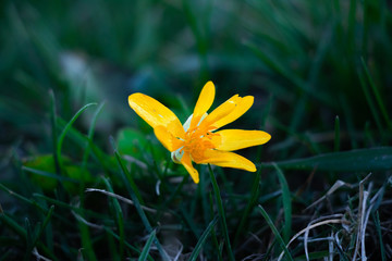 Obraz premium yellow crocus flower