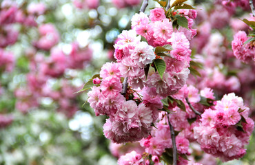 Beautiful flowers of sakura in bloom