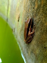 Fungoid Frog or Malabar hill frog:-
This photo is taken from Wayanad Kerala (India). This species can be seen in wetland places.