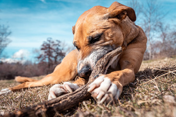 Brown dog playing with a stick with blue ski behind in the pyrenees orientales, France