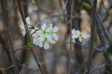 Baum in voller Blüte
