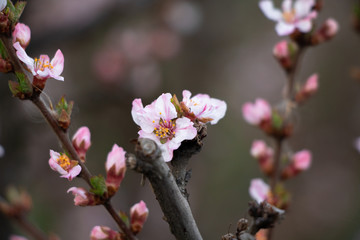 Fototapeta na wymiar spring bloom, apricot bloom, spring photography, flowering trees