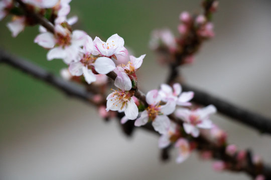 spring bloom, apricot bloom, spring photography, flowering trees