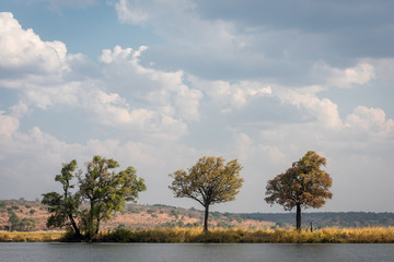 Obraz premium Trees Along the Zambezi River