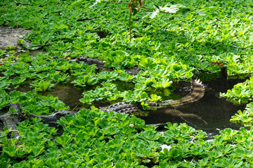 Obraz premium Faux-Gavial d'Afrique dans les plantes d'eau