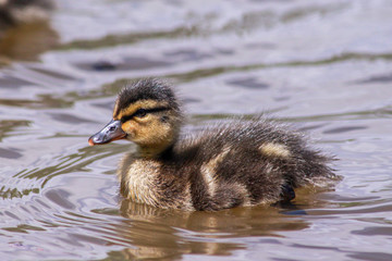Small ducks on a pond. Fledglings newborn mallards.(Anas platyrhynchos)