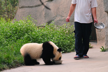 Cute and giant panda cub together with caretaker