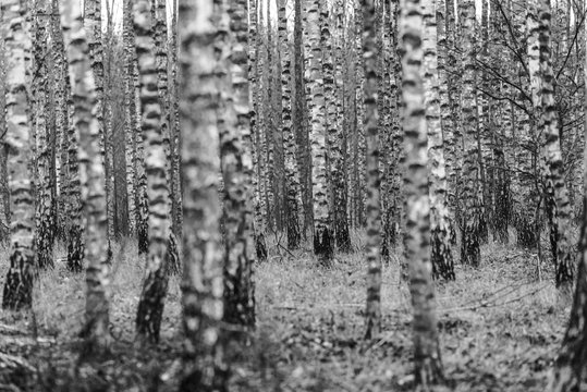 autumn forest, black and white photo