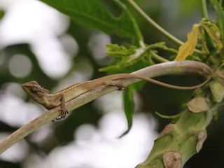 lizard on a branch