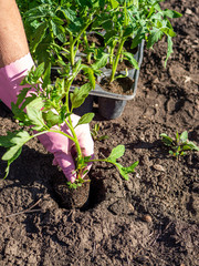 hand sticking young tomato plant cultivating organic tomatoes agricultural scene