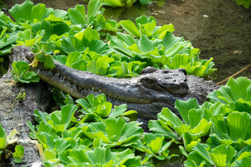 Faux-Gavial d'Afrique dans les plantes d'eau