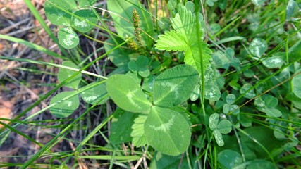 clover