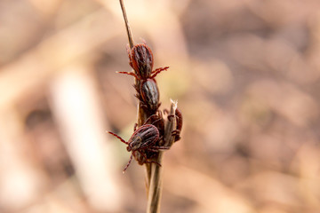 Many bugs mited on the stick