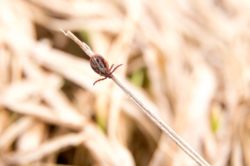 Little tick on the stick in the forest