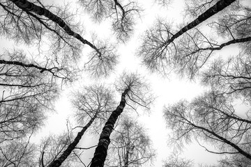 autumn forest, black and white photo
