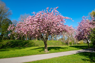 Blühender Kirschbaum in Emden