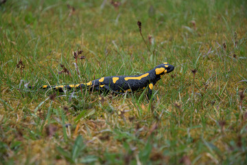 Salamandra salamandra. Salamander climbs in the grass. Strongly endangered animal species. Black-yellow color of amphibian.