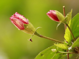 Hibiscus flower