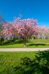 Fototapeta premium Blühender Kirschbaum in Emden