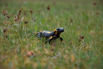 Salamandra salamandra. Salamander climbs in the grass. Strongly endangered animal species. Black-yellow color of amphibian.