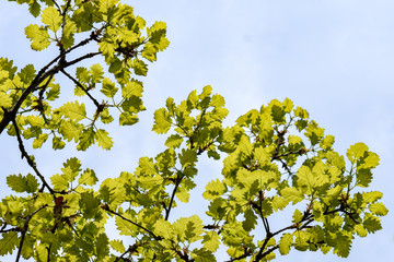 Green spring oak leaves