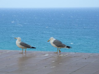 Tierisch gut