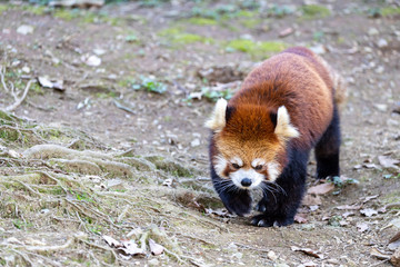 レッサーパンダ