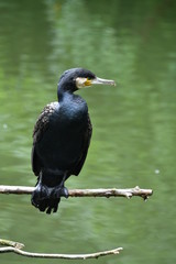 Tierisch gut