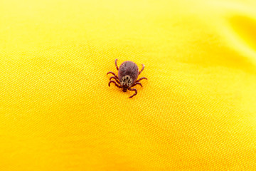 Closeup picture of mite on the yellow clothes isolated
