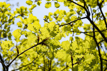Green spring oak leaves
