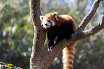 レッサーパンダ