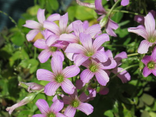 Fototapeta premium pink and white flowers