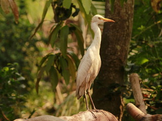 Indian white heron on cow