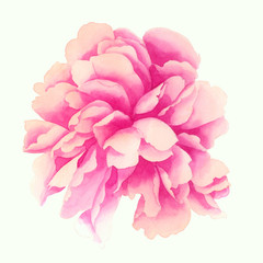 Watercolor flowers. Set of peonies on a white background. Natural objects isolated on white background