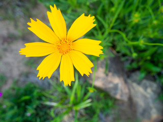 Obraz premium A Yellow Flower